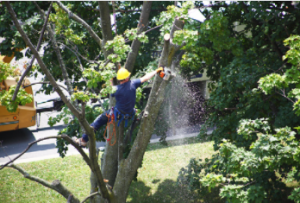 Tree Removal Adelaide  