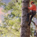 tree arborist Adelaide Hills