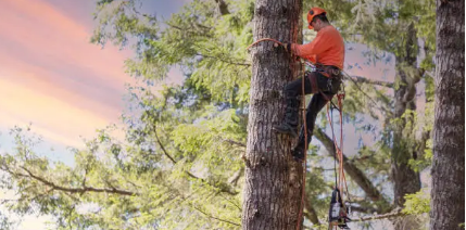 tree arborist Adelaide Hills