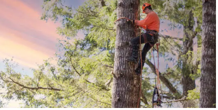 tree arborist Adelaide Hills